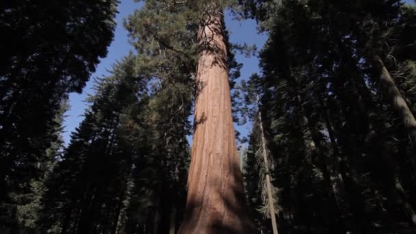 Enormes Árboles Yosemite Nationalpark Estados Unidos Material Nativo Directamente Leva — Vídeos de Stock