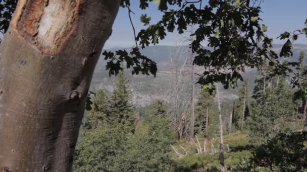 Half Dome Scenic Point Yosemite Nationalpark Estados Unidos Material Nativo — Vídeo de Stock