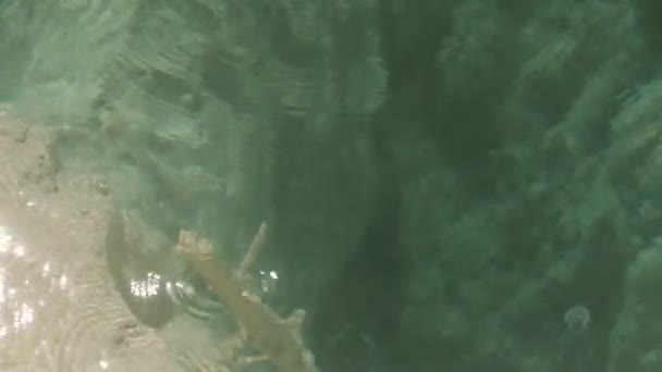 Мамонтів Хот Спрінгс Єллоустоунський Національний Парк Сша — стокове відео