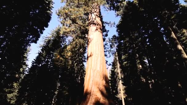 Enorma Träd Yosemite Nationalpark Usa Native Material Direkt Kameran Titta — Stockvideo