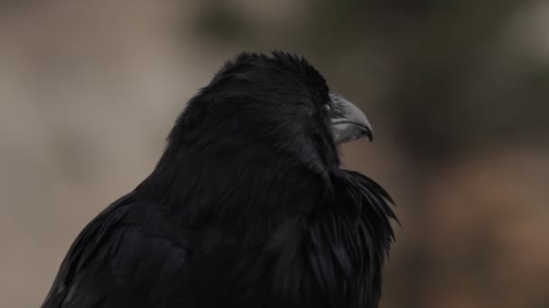 Crow Bryce Canyon Utah United States — Stock video