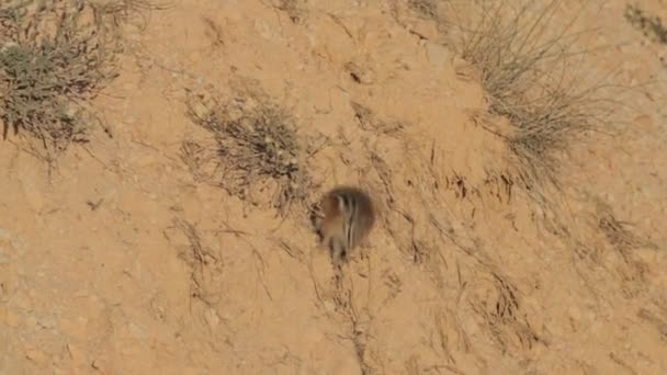 Eichhörnchen Bryce Canyon Utah Vereinigte Staaten — Stockvideo