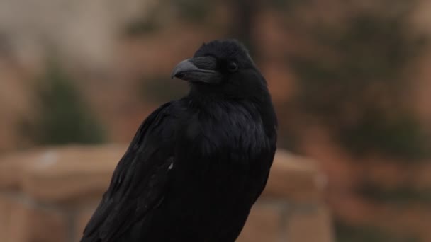 Crow Bryce Canyon Utah United States — Stok Video