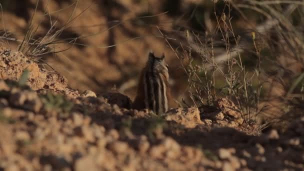 美国犹他州布莱斯峡谷的松鼠 — 图库视频影像