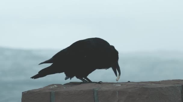 Crow Bryce Canyon Utah United States — Stock videók