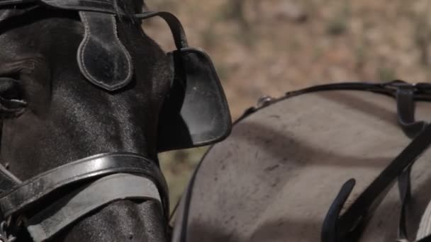 马头上的衣服 — 图库视频影像