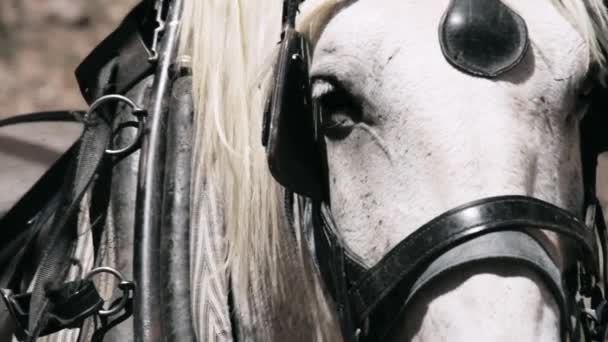 Closeup Cabeça Cavalo Versão Nativa — Vídeo de Stock