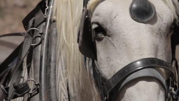 Close Horse Head Inheemse Versie — Stockvideo