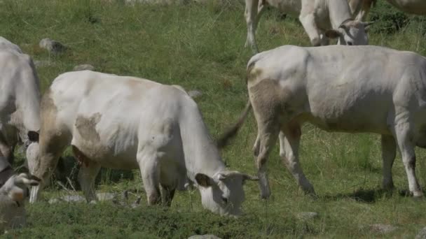 Krávy Cattles Gias Della Casa Itálie — Stock video
