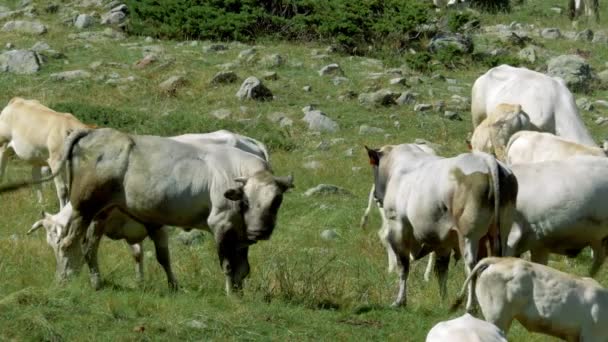 Vacas Chocalhos Gias Della Casa Itália — Vídeo de Stock