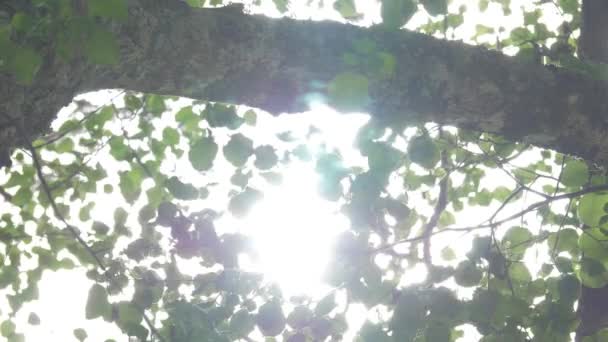 Листья Деревьев Ветру Солнце — стоковое видео