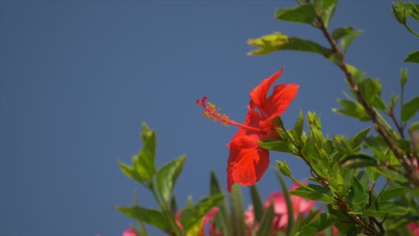 Vista Cerca Amaryllis Rojo Crecimiento Flor Calvi Córcega — Vídeo de stock