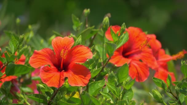 Calvi Korsika Amaryllis Kırmızı Çiçeğinin Yakın Çekim Görüntüsü — Stok video