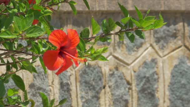 Närbild Amaryllis Röd Blomma Tillväxt Calvi Korsika — Stockvideo