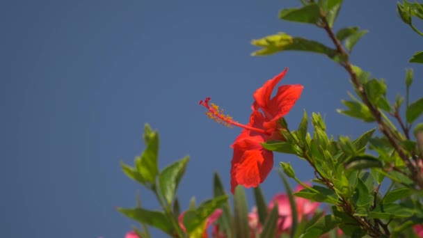 Widok Bliska Czerwony Kwiat Amaryllis Calvi Korsyce — Wideo stockowe