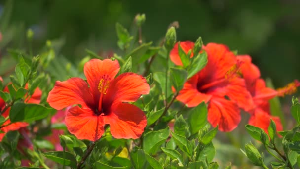科西嘉岛卡尔维市Amaryllis红花生长近景 — 图库视频影像