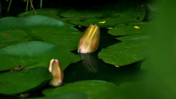 Time Lapse Two Water Lilies While Opening — Stock Video