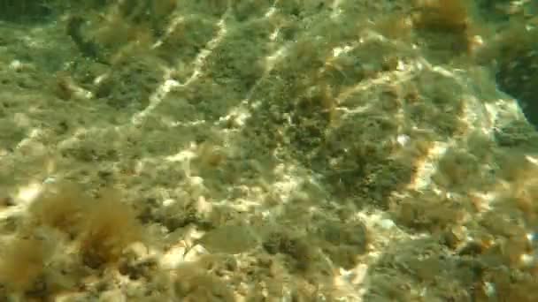 Onderwaterlandschap Met Enkele Vissen Corsica — Stockvideo