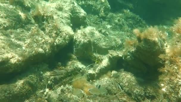 Unterwasserszene Mit Einigen Fischen Korsika — Stockvideo