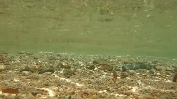 有一些鱼 科西嘉的水下场景 — 图库视频影像
