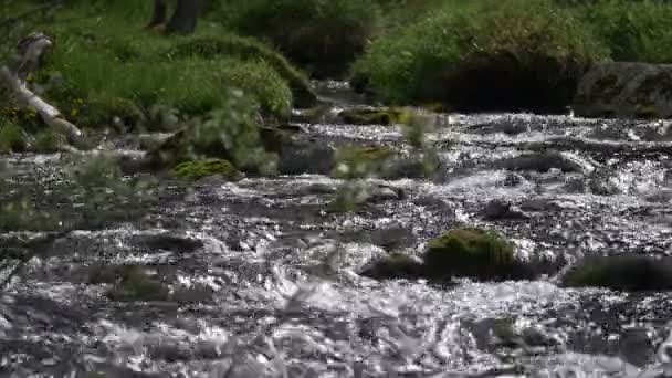 自然の水流れストリーム デイタイムビュー 閉じる — ストック動画