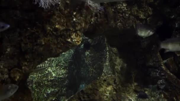 Krásný Podvodní Svět Akvarijní Sealife Barceloně — Stock video