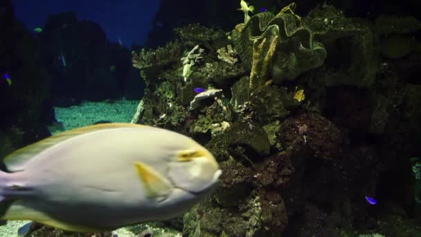 Vacker Undervattensvärld Akvarium Sealife Barcelona — Stockvideo