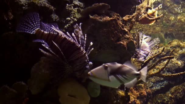 Vacker Undervattensvärld Akvarium Sealife Barcelona — Stockvideo