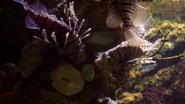 Krásný Podvodní Svět Akvarijní Sealife Barceloně — Stock video