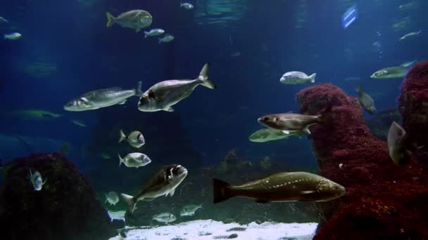 Gyönyörű Víz Alatti Világ Akvárium Fóka Barcelonában — Stock videók