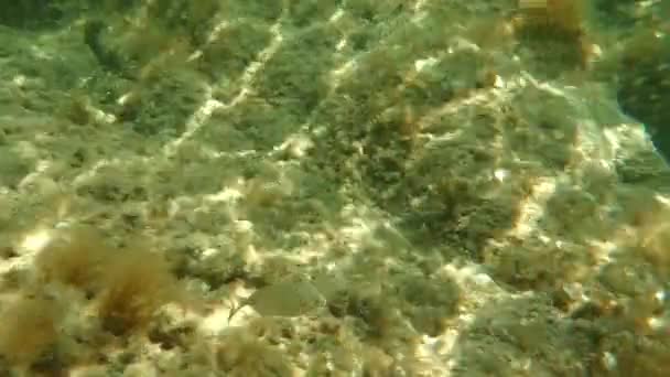 Unterwasserszene Mit Einigen Fischen Korsika — Stockvideo