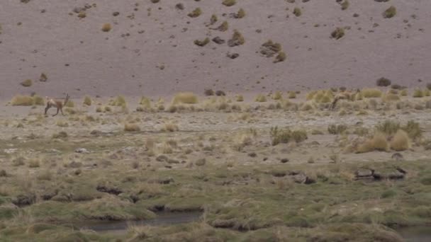 Argentin Vicunák Vad Természetben Nappali Nézet — Stock videók