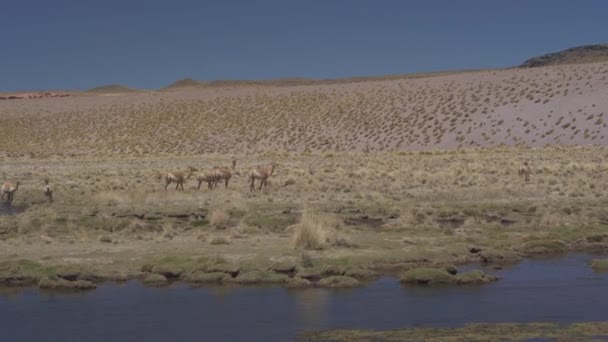 Аргентинские Викуны Дикой Природе Дневной Обзор — стоковое видео