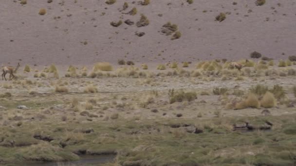 Argentijnse Vicunas Wilde Natuur Uitzicht Overdag — Stockvideo