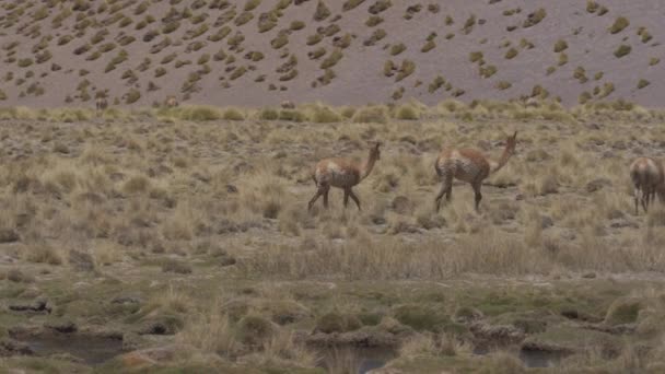 Vicunas Argentinas Natureza Selvagem Vista Diurna — Vídeo de Stock