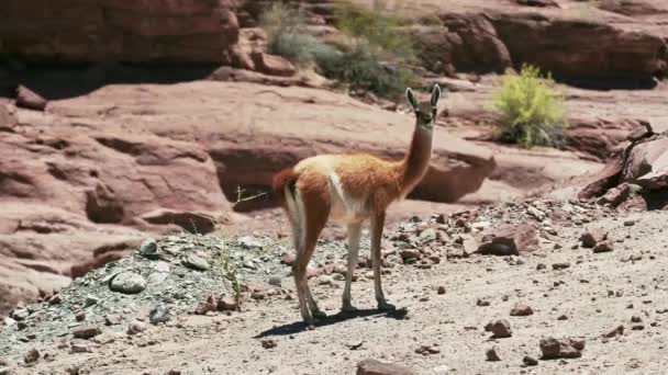 Vicunas Argentines Nature Sauvage Vue Jour — Video