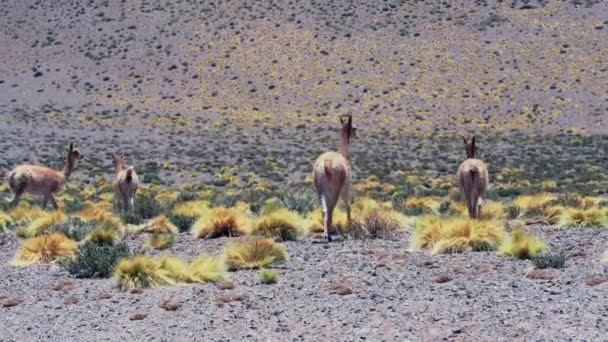Argentine Vicunas Wild Nature Daytime View — Stock Video