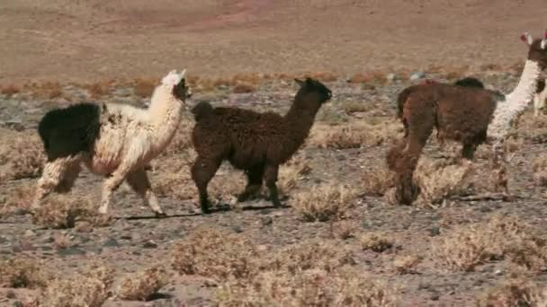 Argentinian Lamas Walking Natural Habitat — Stock Video