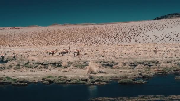 Argentine Vicunas Wild Nature Daytime View — Stock Video