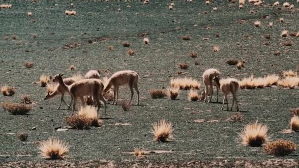 Vicunas Argentinas Natureza Selvagem Vista Diurna — Vídeo de Stock