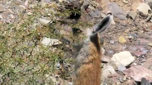 Vicunas Argentines Nature Sauvage Vue Jour — Video