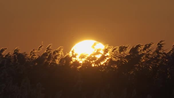 Západ Slunce Closeup Hejnem Ptáků Pozadí — Stock video