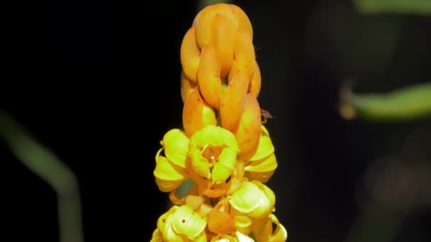 Gelbe Garnelenpflanze Pachystachys Lutea — Stockvideo