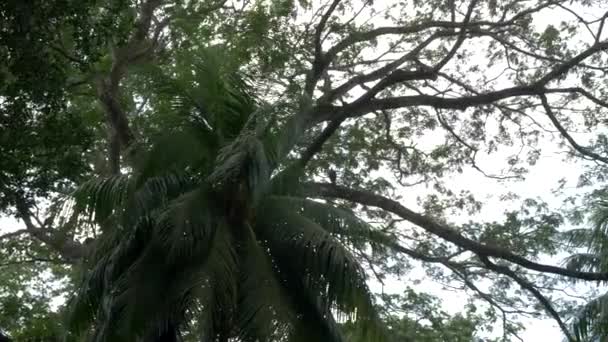コスタリカの青空背景に対する木の枝 — ストック動画