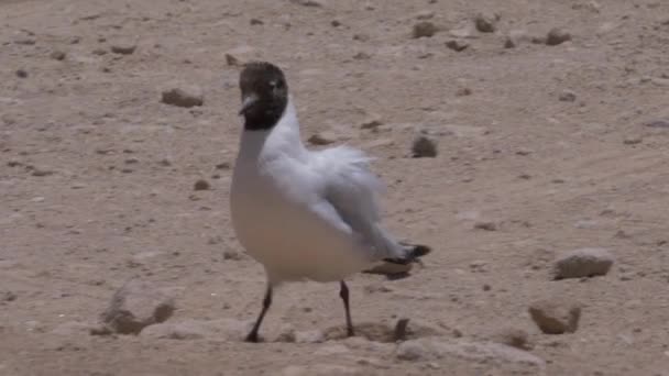 Крупный План Черноголовой Чайки Chroicocephalus Ridibundus Пляже Чили — стоковое видео