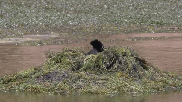Chilean Giant Coots View — Video
