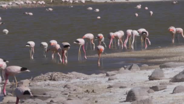 Een Kudde Chileense Flamingo Aan Een Meer Chili — Stockvideo