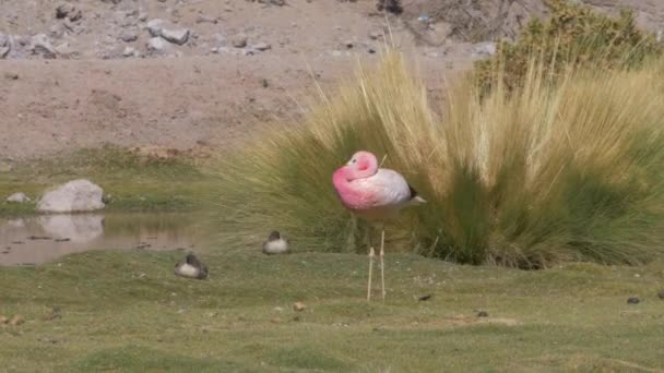 Flock Chilean Flamingos Lake Chile — Stock Video