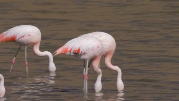 Een Kudde Chileense Flamingo Aan Een Meer Chili — Stockvideo
