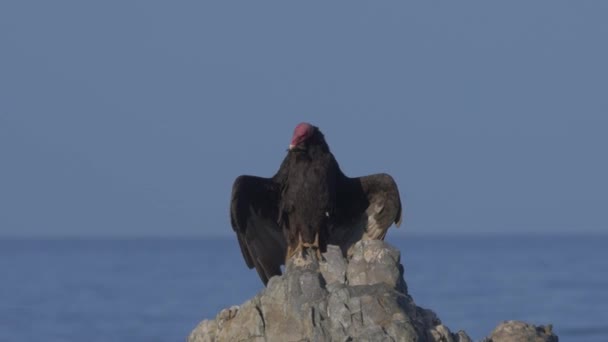 Chilean Vulture Sitting Rock Drying Itself — Stock Video